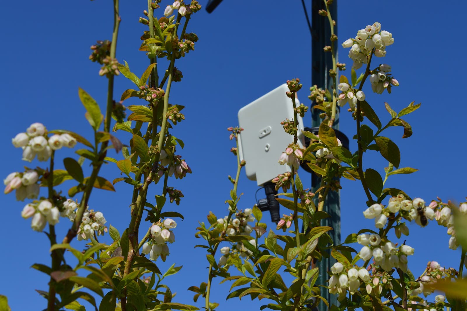 AgriSound deployed in the field